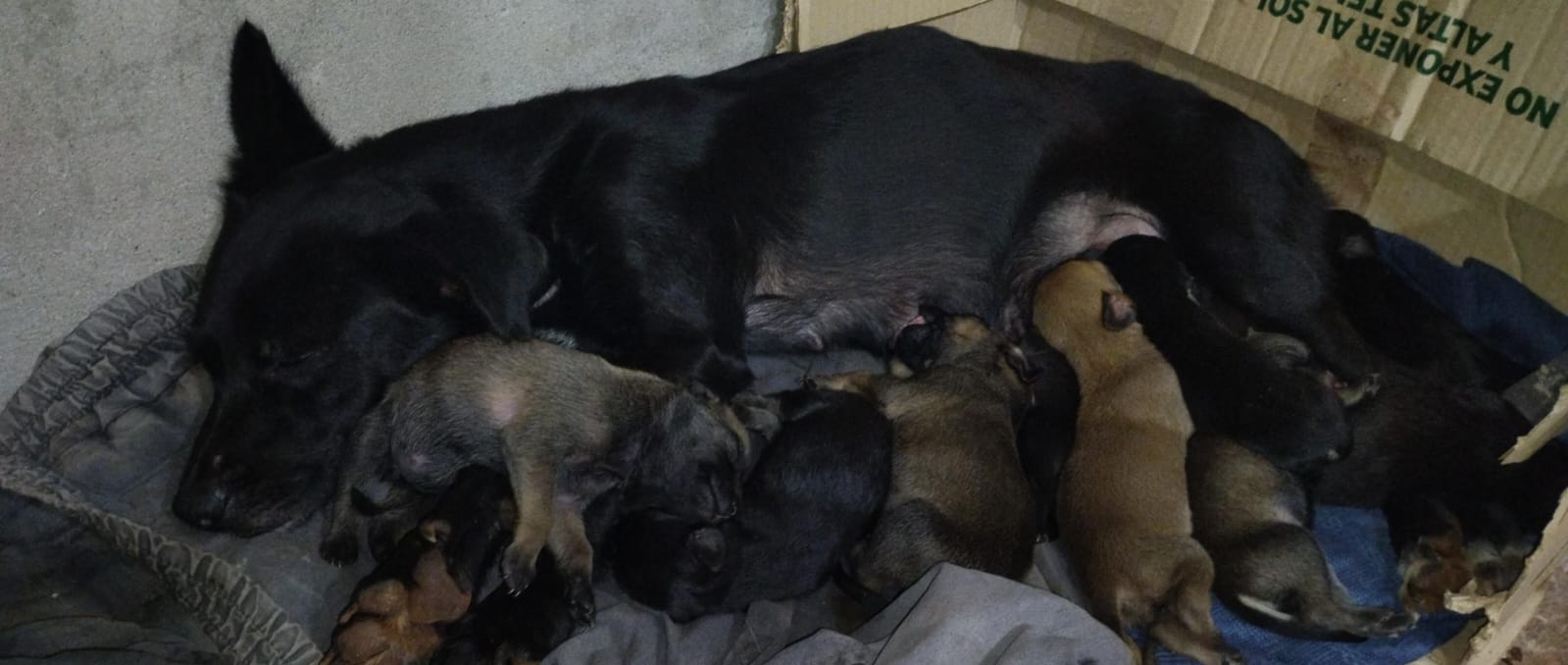 Rescataron a una perra y 16 cachorros que fueron abandonados en Santiago de Liniers: buscan a los responsables 2
